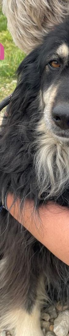 Trufa – Bearded Collie Mix, Weibchen, 2 Jahre 6 Monate, Griechenland – Foto 7