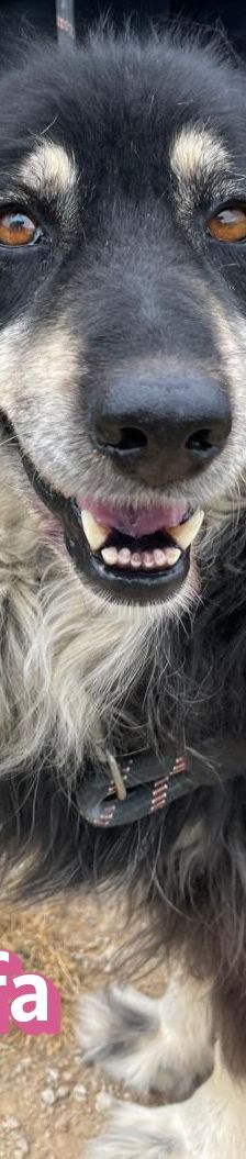Trufa – Bearded Collie Mix, Weibchen, 2 Jahre 6 Monate, Griechenland – Foto 8