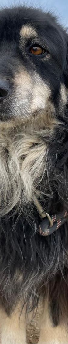 Trufa – Bearded Collie Mix, Weibchen, 2 Jahre 6 Monate, Griechenland – Foto 9