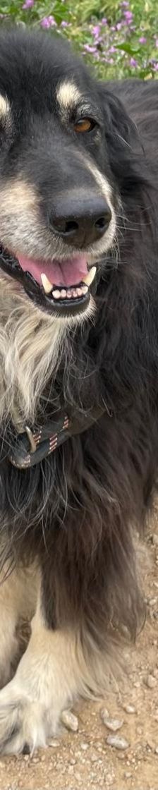 Trufa – Bearded Collie Mix, Weibchen, 2 Jahre 6 Monate, Griechenland – Foto 10
