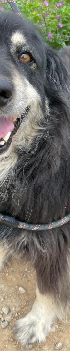 Trufa – Bearded Collie Mix, Weibchen, 2 Jahre 6 Monate, Griechenland – Foto 11