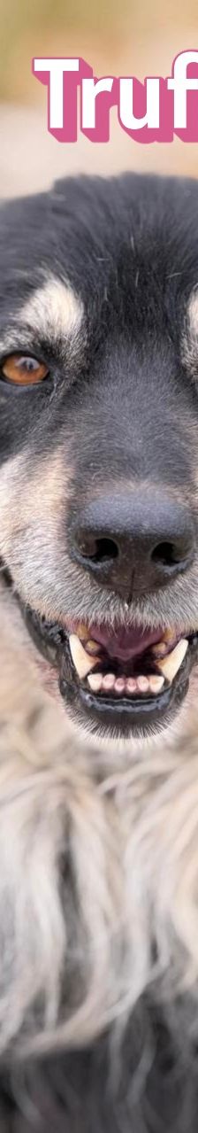 Trufa – Bearded Collie Mix, Weibchen, 2 Jahre 6 Monate, Griechenland – Foto 13