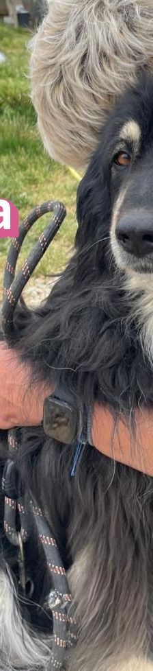 Trufa – Bearded Collie Mix, Weibchen, 2 Jahre 6 Monate, Griechenland – Foto 14