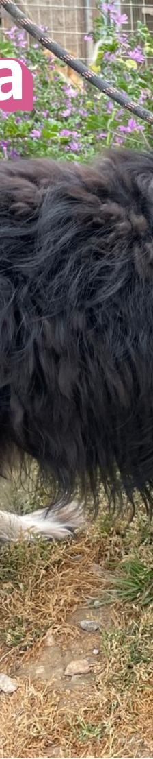 Trufa – Bearded Collie Mix, Weibchen, 2 Jahre 6 Monate, Griechenland – Foto 15