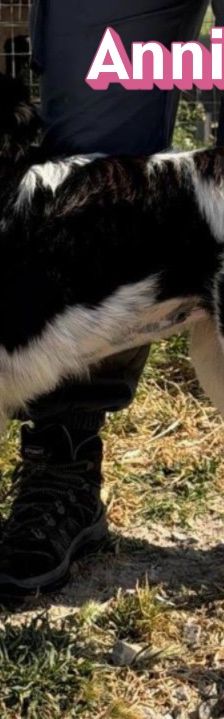 Annie – Mischling, Weibchen, 1 Jahr 2 Monate, Griechenland – Foto 2