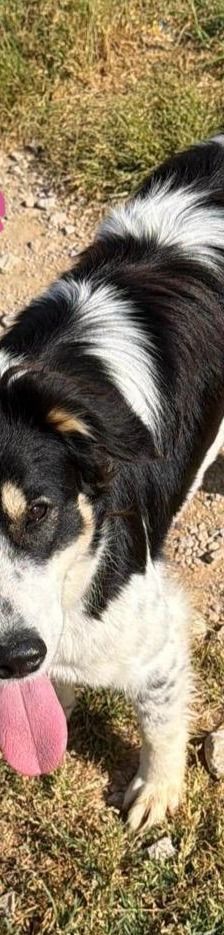Annie – Mischling, Weibchen, 1 Jahr 2 Monate, Griechenland – Foto 3