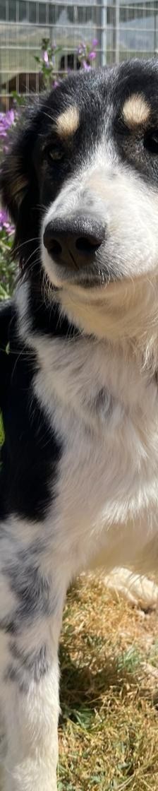 Annie – Mischling, Weibchen, 1 Jahr 2 Monate, Griechenland – Foto 4