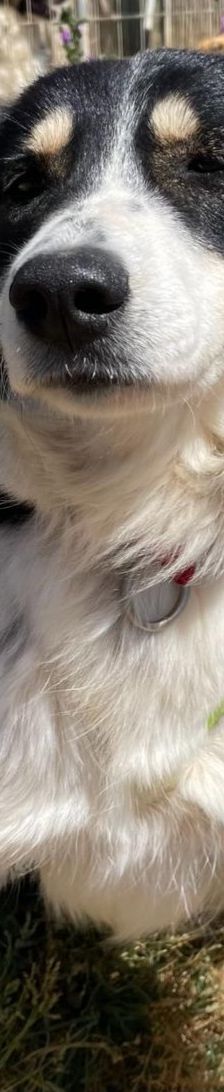 Annie – Mischling, Weibchen, 1 Jahr 2 Monate, Griechenland – Foto 5