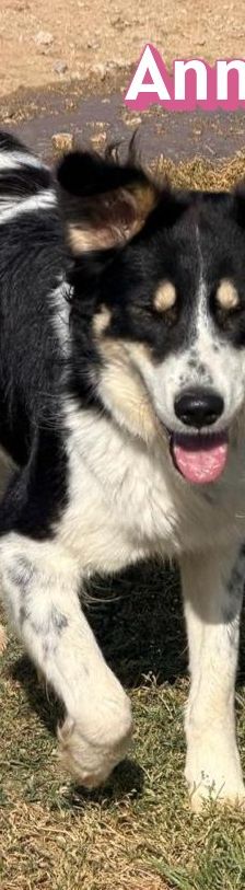 Annie – Mischling, Weibchen, 1 Jahr 2 Monate, Griechenland – Foto 6