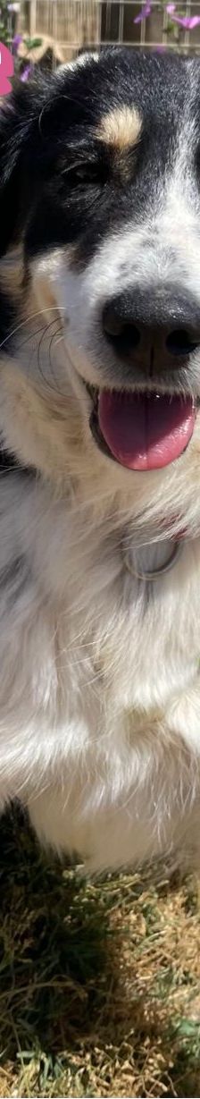 Annie – Mischling, Weibchen, 1 Jahr 2 Monate, Griechenland – Foto 7
