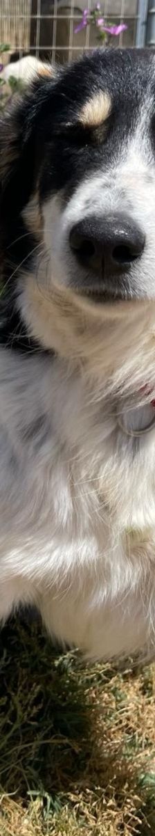 Annie – Mischling, Weibchen, 1 Jahr 2 Monate, Griechenland – Foto 8