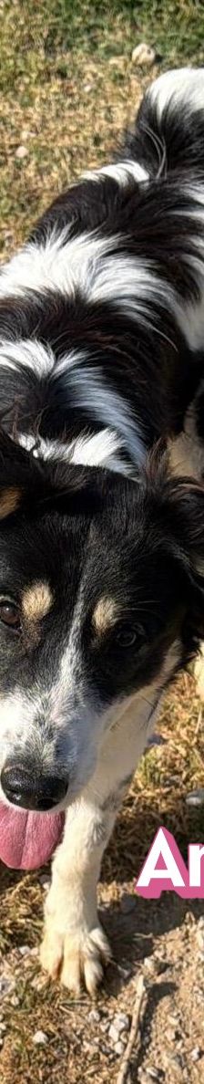 Annie – Mischling, Weibchen, 1 Jahr 2 Monate, Griechenland – Foto 10
