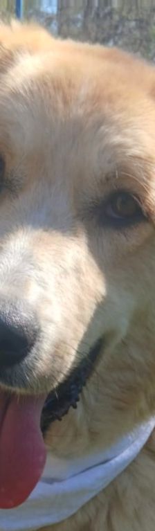 Aria – Golden Retriever Mix, Weibchen, 1 Jahr 6 Monate, Griechenland – Foto 1