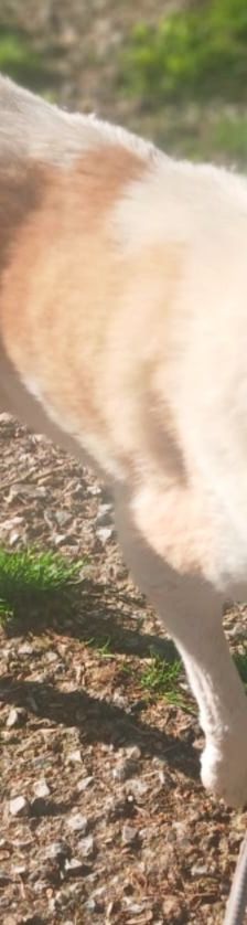 Aria – Golden Retriever Mix, Weibchen, 1 Jahr 6 Monate, Griechenland – Foto 3