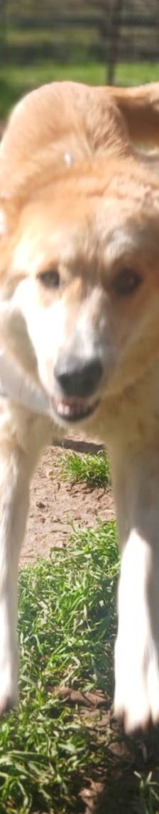 Aria – Golden Retriever Mix, Weibchen, 1 Jahr 6 Monate, Griechenland – Foto 4