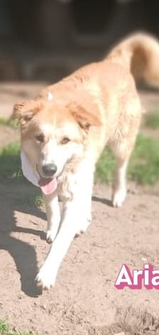 Aria – Golden Retriever Mix, Weibchen, 1 Jahr 6 Monate, Griechenland – Foto 6
