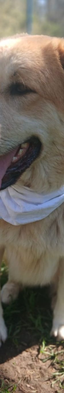 Aria – Golden Retriever Mix, Weibchen, 1 Jahr 6 Monate, Griechenland – Foto 7