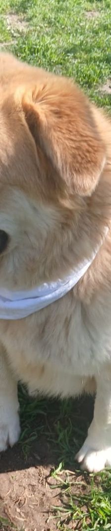 Aria – Golden Retriever Mix, Weibchen, 1 Jahr 6 Monate, Griechenland – Foto 8
