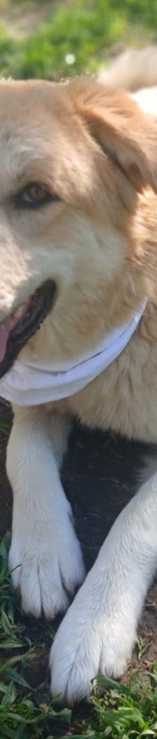 Aria – Golden Retriever Mix, Weibchen, 1 Jahr 6 Monate, Griechenland – Foto 10