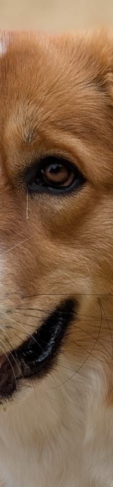 Bailey – Herdi-Mix, Weibchen, 2 Jahre 3 Monate, 59075 Hamm – Foto 1