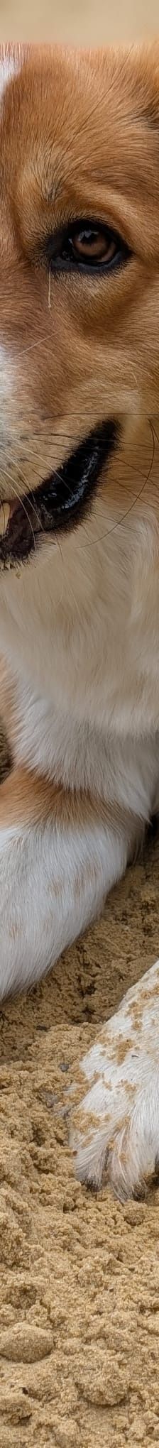 Bailey – Herdi-Mix, Weibchen, 2 Jahre 3 Monate, 59075 Hamm – Foto 2
