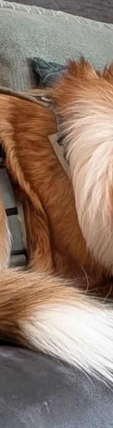 Bailey – Herdi-Mix, Weibchen, 2 Jahre 3 Monate, 59075 Hamm – Foto 3