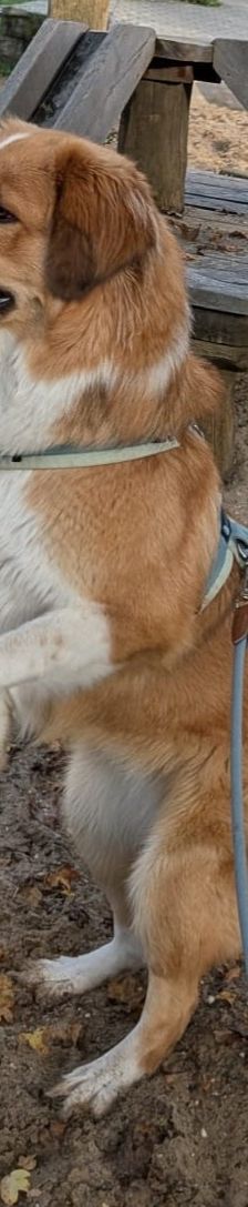 Bailey – Herdi-Mix, Weibchen, 2 Jahre 3 Monate, 59075 Hamm – Foto 4