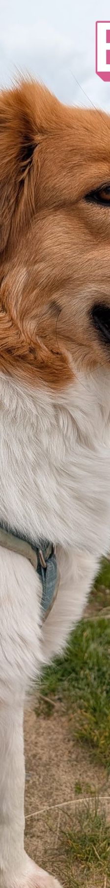 Bailey – Herdi-Mix, Weibchen, 2 Jahre 3 Monate, 59075 Hamm – Foto 5