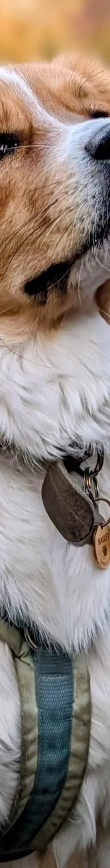 Bailey – Herdi-Mix, Weibchen, 2 Jahre 3 Monate, 59075 Hamm – Foto 8