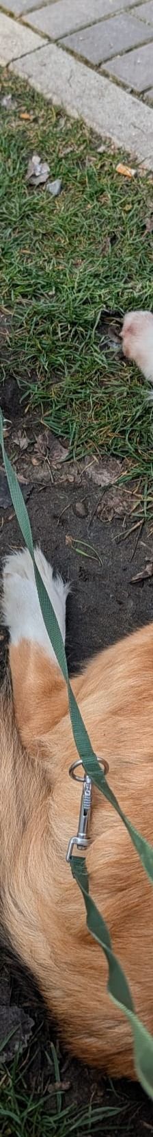 Bailey – Herdi-Mix, Weibchen, 2 Jahre 3 Monate, 59075 Hamm – Foto 11