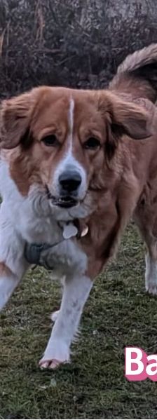 Bailey – Herdi-Mix, Weibchen, 2 Jahre 3 Monate, 59075 Hamm – Foto 12