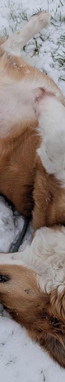 Bailey – Herdi-Mix, Weibchen, 2 Jahre 3 Monate, 59075 Hamm – Foto 13