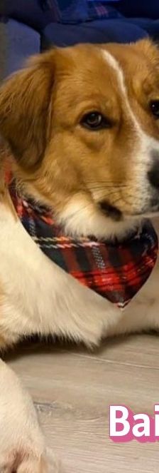 Bailey – Herdi-Mix, Weibchen, 2 Jahre 3 Monate, 59075 Hamm – Foto 15