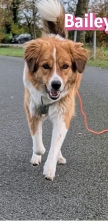 Bailey – Herdi-Mix, Weibchen, 2 Jahre 3 Monate, 59075 Hamm – Foto 17