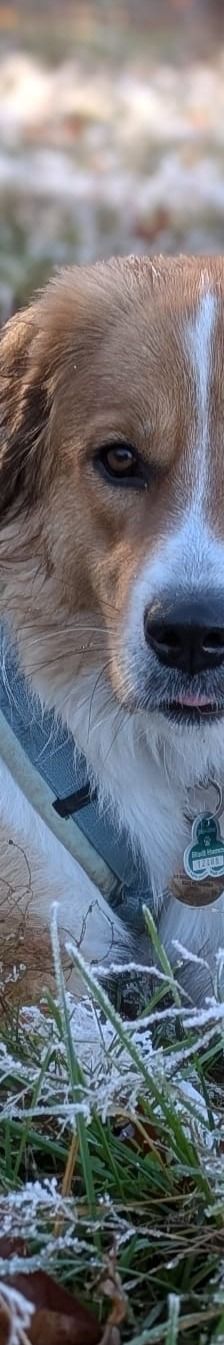 Bailey – Herdi-Mix, Weibchen, 2 Jahre 3 Monate, 59075 Hamm – Foto 18