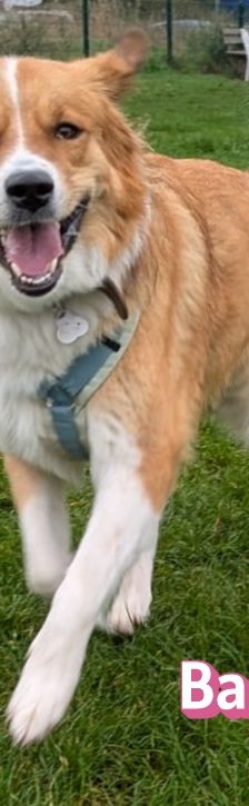 Bailey – Herdi-Mix, Weibchen, 2 Jahre 3 Monate, 59075 Hamm – Foto 20