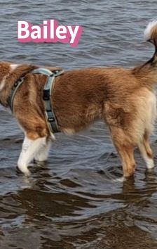 Bailey – Herdi-Mix, Weibchen, 2 Jahre 3 Monate, 59075 Hamm – Foto 21