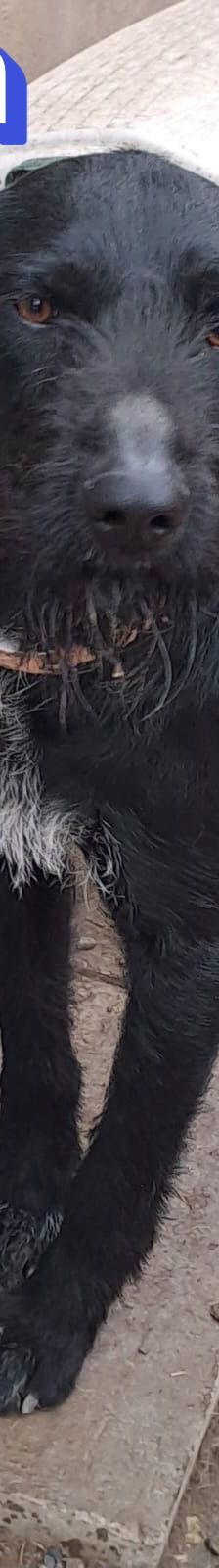 Benjamin – Schnauzer Mix, Männchen, 2 Jahre 2 Monate, Griechenland – Foto 3