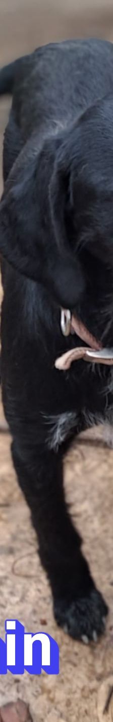 Benjamin – Schnauzer Mix, Männchen, 2 Jahre 2 Monate, Griechenland – Foto 5