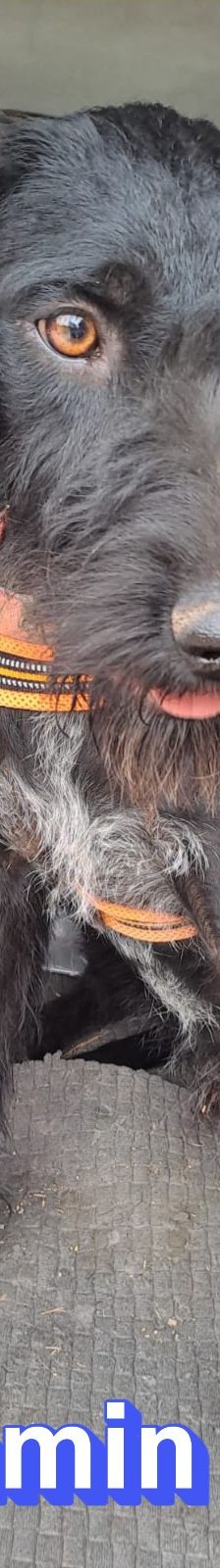 Benjamin – Schnauzer Mix, Männchen, 2 Jahre 2 Monate, Griechenland – Foto 8