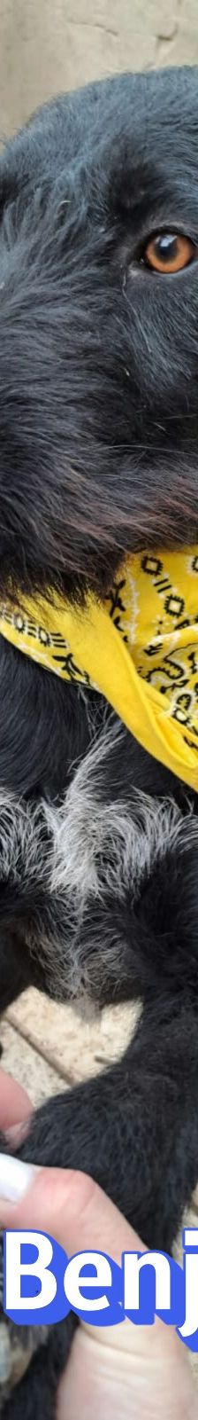 Benjamin – Schnauzer Mix, Männchen, 2 Jahre 2 Monate, Griechenland – Foto 10