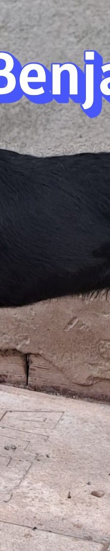 Benjamin – Schnauzer Mix, Männchen, 2 Jahre 2 Monate, Griechenland – Foto 15