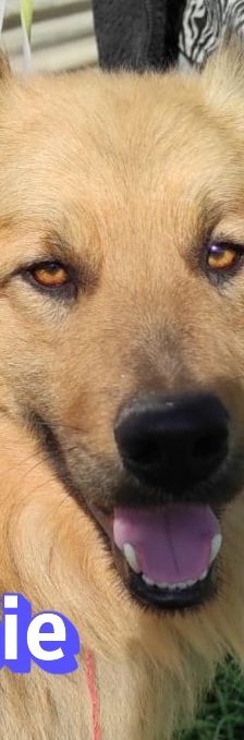 Bobbie – Schäferhund-Mix, Männchen, 2 Jahre 10 Monate, Griechenland – Foto 1