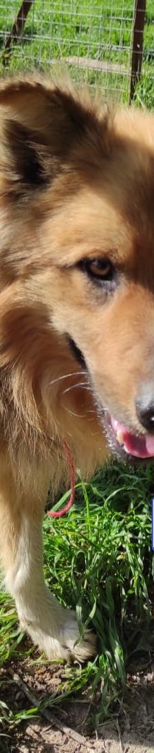 Bobbie – Schäferhund-Mix, Männchen, 2 Jahre 10 Monate, Griechenland – Foto 2