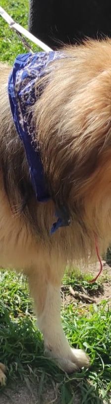 Bobbie – Schäferhund-Mix, Männchen, 2 Jahre 10 Monate, Griechenland – Foto 3