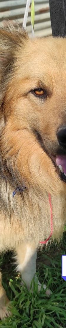 Bobbie – Schäferhund-Mix, Männchen, 2 Jahre 10 Monate, Griechenland – Foto 4