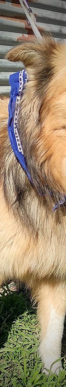 Bobbie – Schäferhund-Mix, Männchen, 2 Jahre 10 Monate, Griechenland – Foto 5