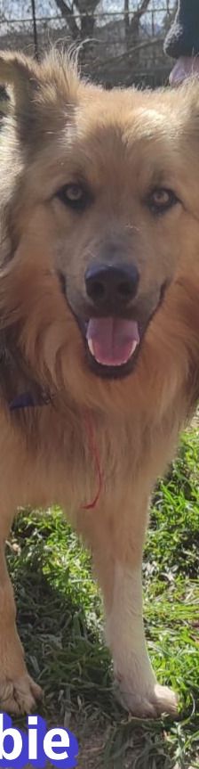 Bobbie – Schäferhund-Mix, Männchen, 2 Jahre 10 Monate, Griechenland – Foto 7