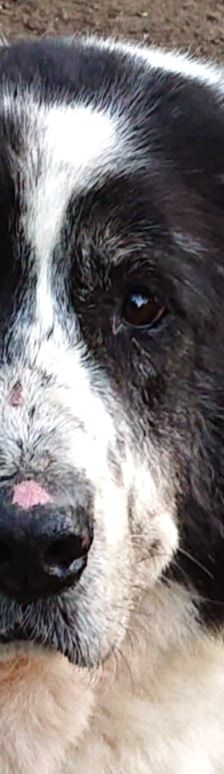 Bruno – Herdi-Mix, Männchen, 8 Jahre 8 Monate, 86685 Huisheim – Foto 2