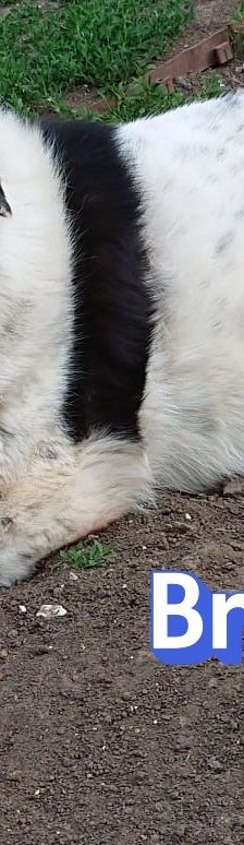 Bruno – Herdi-Mix, Männchen, 8 Jahre 8 Monate, 86685 Huisheim – Foto 4
